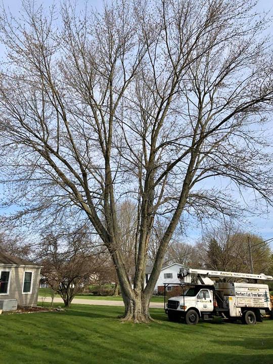 Aaron�s Perfect Cut Tree Service Tree Service Knox, IN