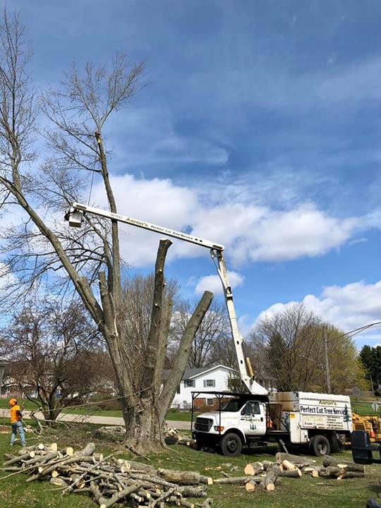 Aaron's Perfect Cut Tree Service - Tree Service - Knox, IN